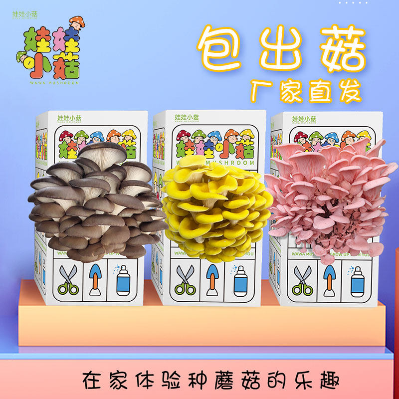 速发平菇粉红蘑菇菌包食用植棒简单盒台蘑菇种菌盒装礼盒蘑菇种植