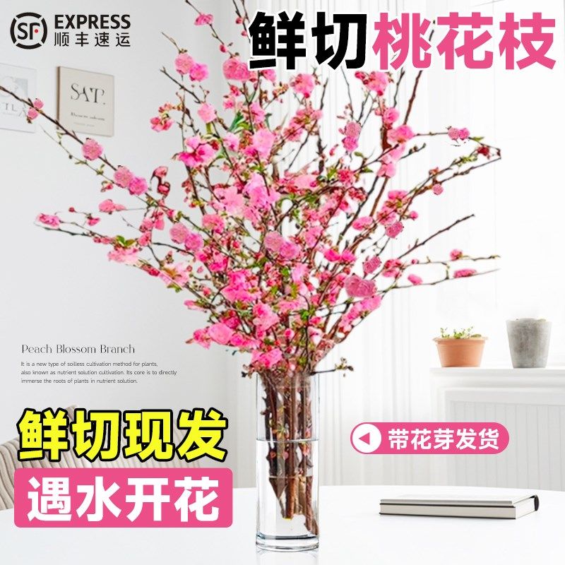 速发桃花枝水培红带干枝梅水苞真花雪柳鲜枝室内开卉绿植花培植物