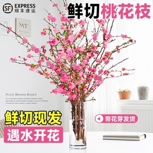 速发桃花枝水培红带干枝梅水苞真花雪柳鲜枝室内开卉绿植花培植物