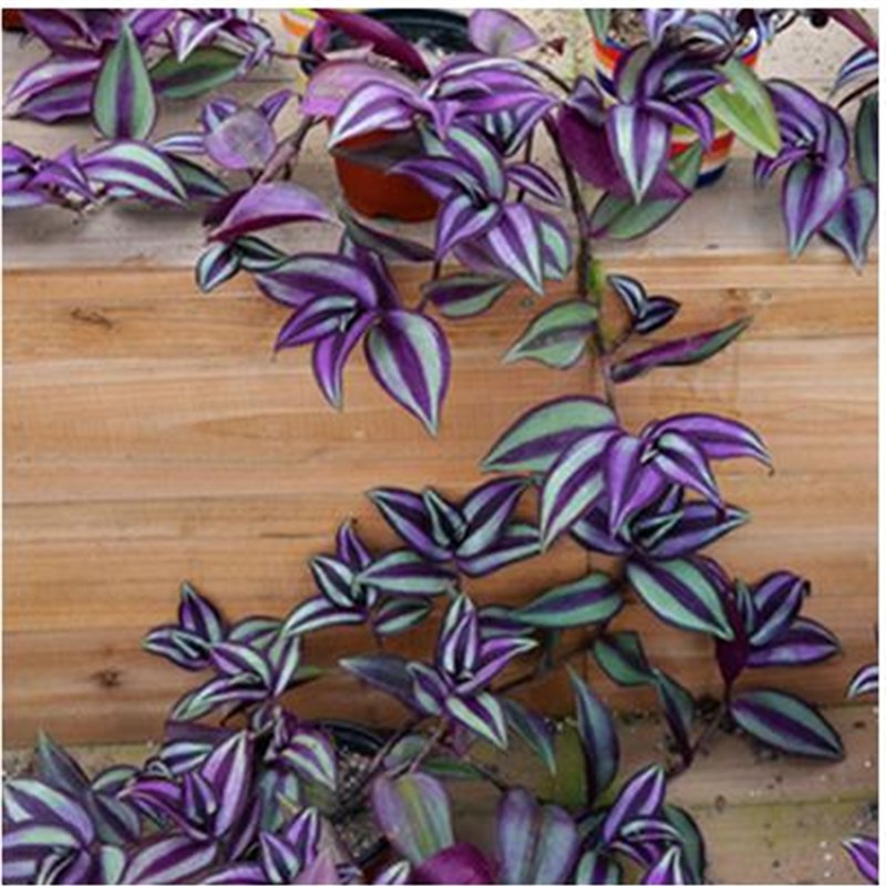 速发紫叶吊竹梅吊鸭绿植盆栽垂吊爬厅花卉室内桌面客藤观叶植物兰
