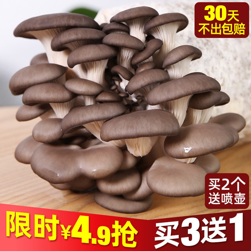 速发蘑菇植装包平菇香菇种植食用菌种棒菌包家种桶种盒子家庭室内