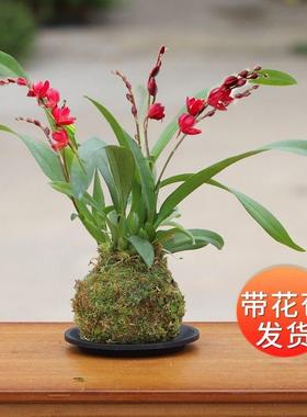 带花苞迷你文心兰红色花红珊瑚桌面花卉兰花盆栽室内阳台净化空气