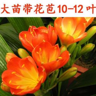 大苗 高档绿植带盆栽花卉室内东北精品君子兰开花植物花苞客厅四季