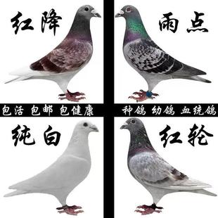 鸽子活体信鸽赛鸽天落鸟黑色信鸽火凤凰大红袍麒麟花纯白信鸽包邮