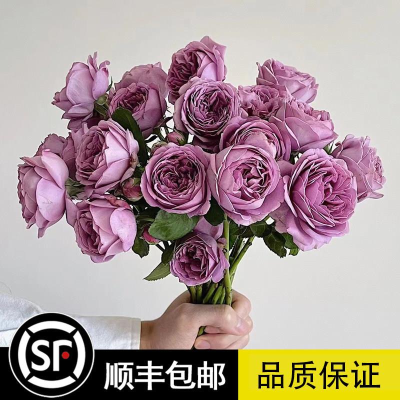 微蓝月季花苗盆栽灌木欧月季有点蓝紫色多头丰花抗病大苗开花玫瑰