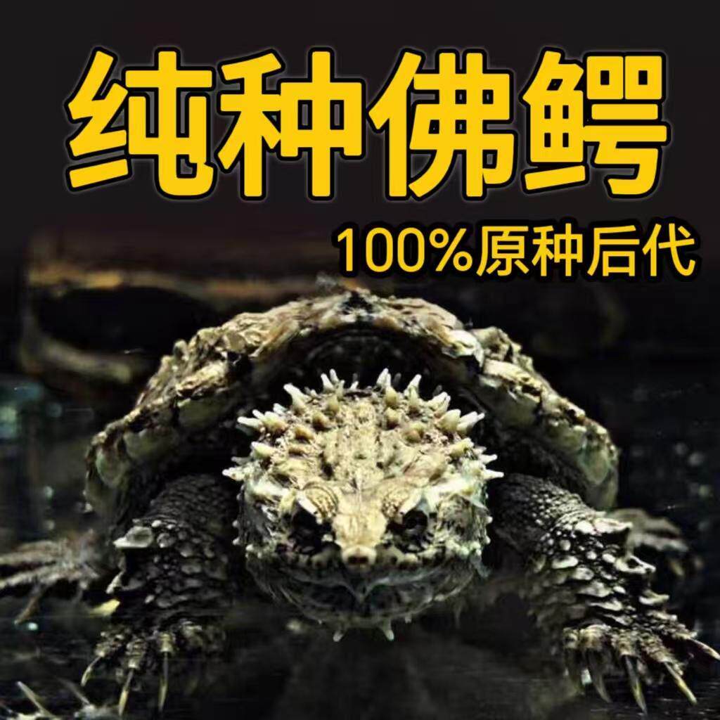 正宗原种纯佛鳄龟 野佛后代 粗刺高背头大爆刺活体宠物观赏宠物龟