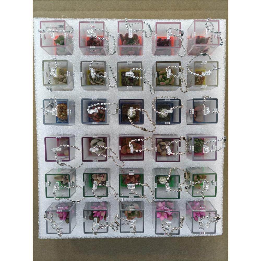 创意多肉植物挂件随身小盆栽学生礼品