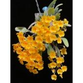 龟背石斛室内客厅寄生盆栽兰花铁皮石斛苗花卉观赏吊兰水培绿植物