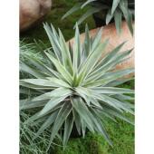 模拟绿色植物装 饰假树民宿 饰龙舌兰剑麻盆栽热带植物景观室内装