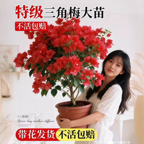 三角梅大苗盆栽爬藤重瓣室内外