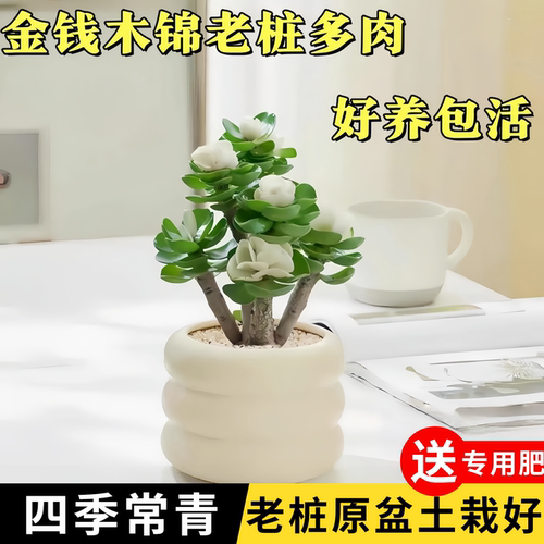 金钱木锦多肉盆栽30天养死包赔