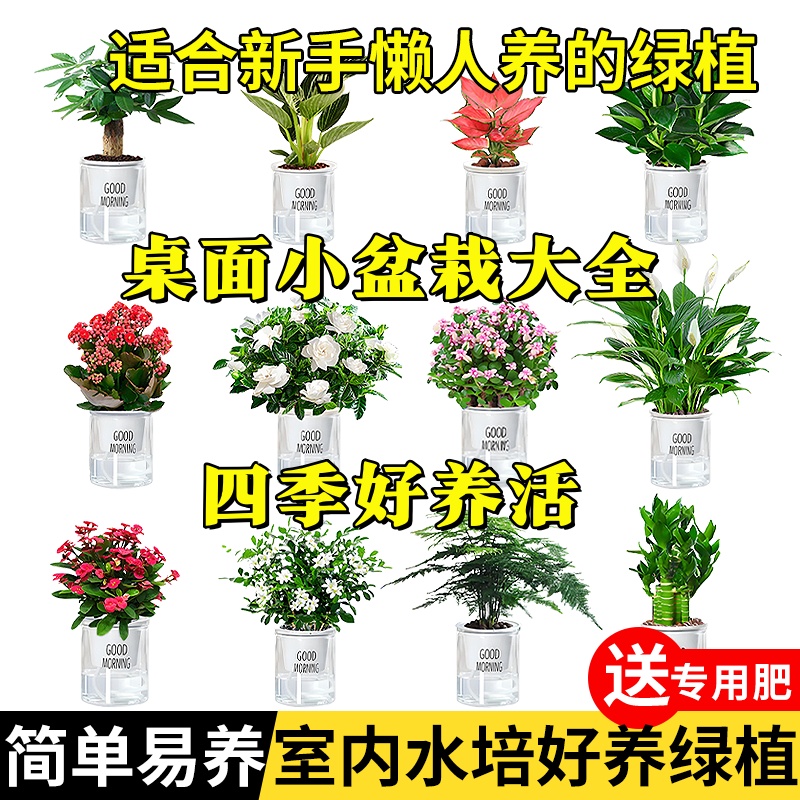 适合新手懒人养的花水培植物盆栽