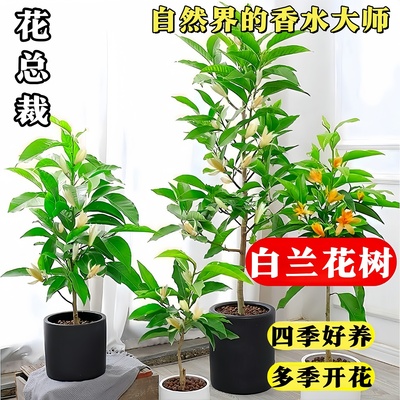 白兰花盆栽老桩玉兰花树苗带花苞