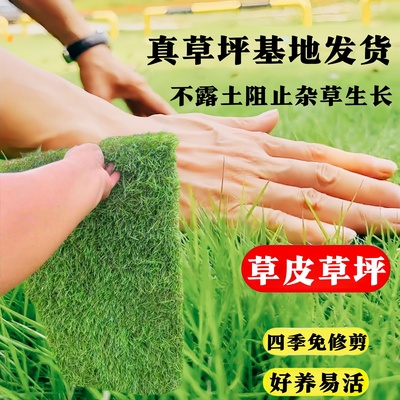 草皮真草坪带泥土别墅花园绿化四季青果岭草台湾草马尼拉草皮带土