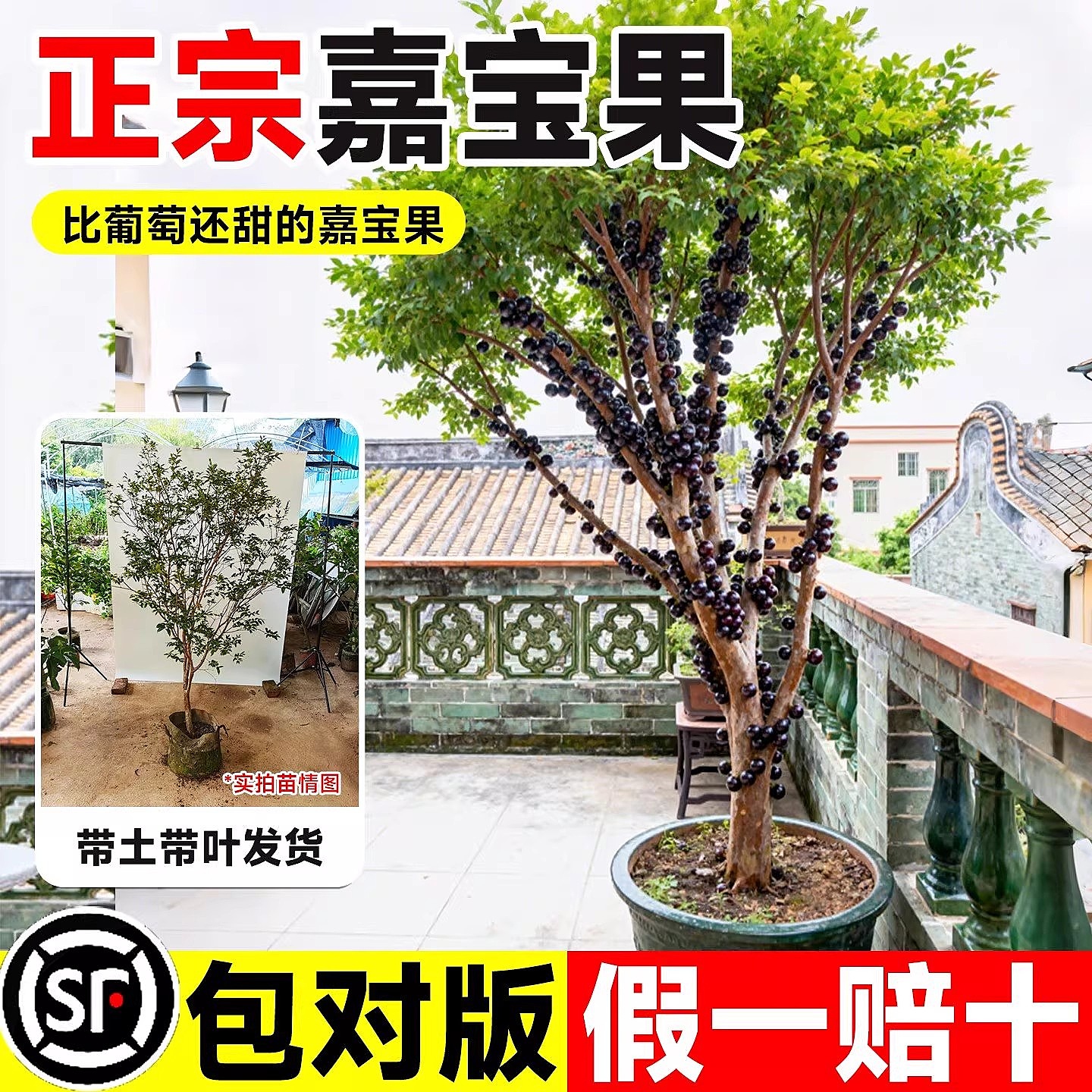 正宗四季台湾嘉宝果苗沙巴树葡萄苗果树庭院名贵南北方种植盆栽养