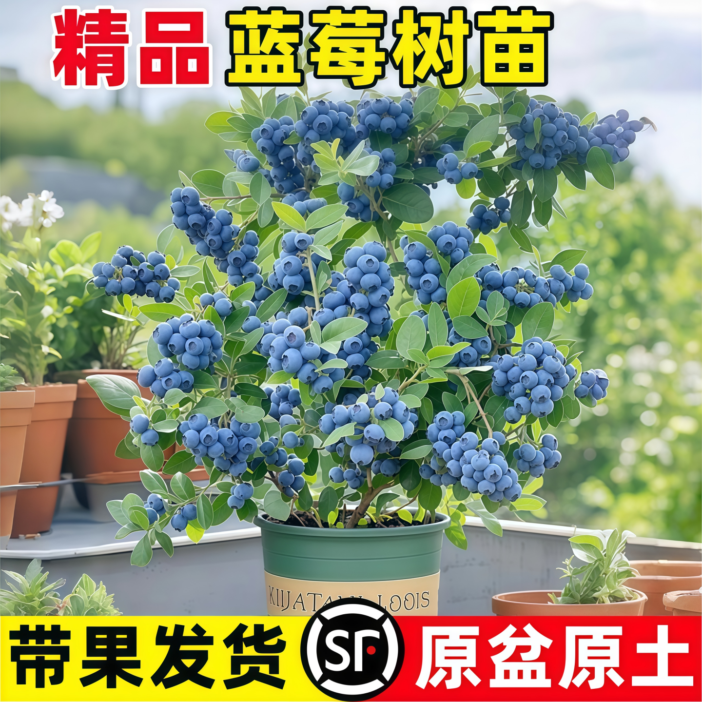蓝莓树果苗盆栽带果带花香苗地栽