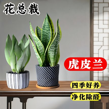 虎皮兰绿植客厅小盆栽水培植物室内办公室名贵四季虎尾兰金边大型
