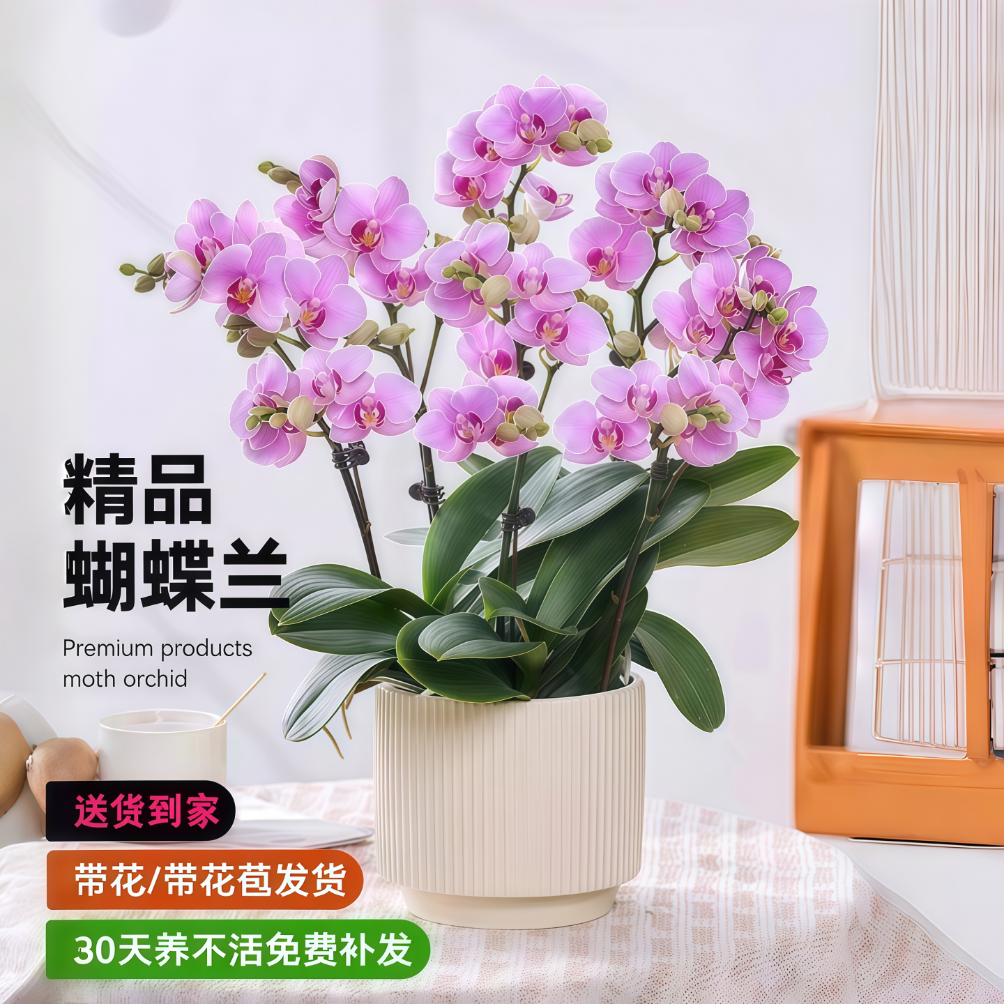 梦幻蝴蝶兰盆栽带花苞客厅办公室