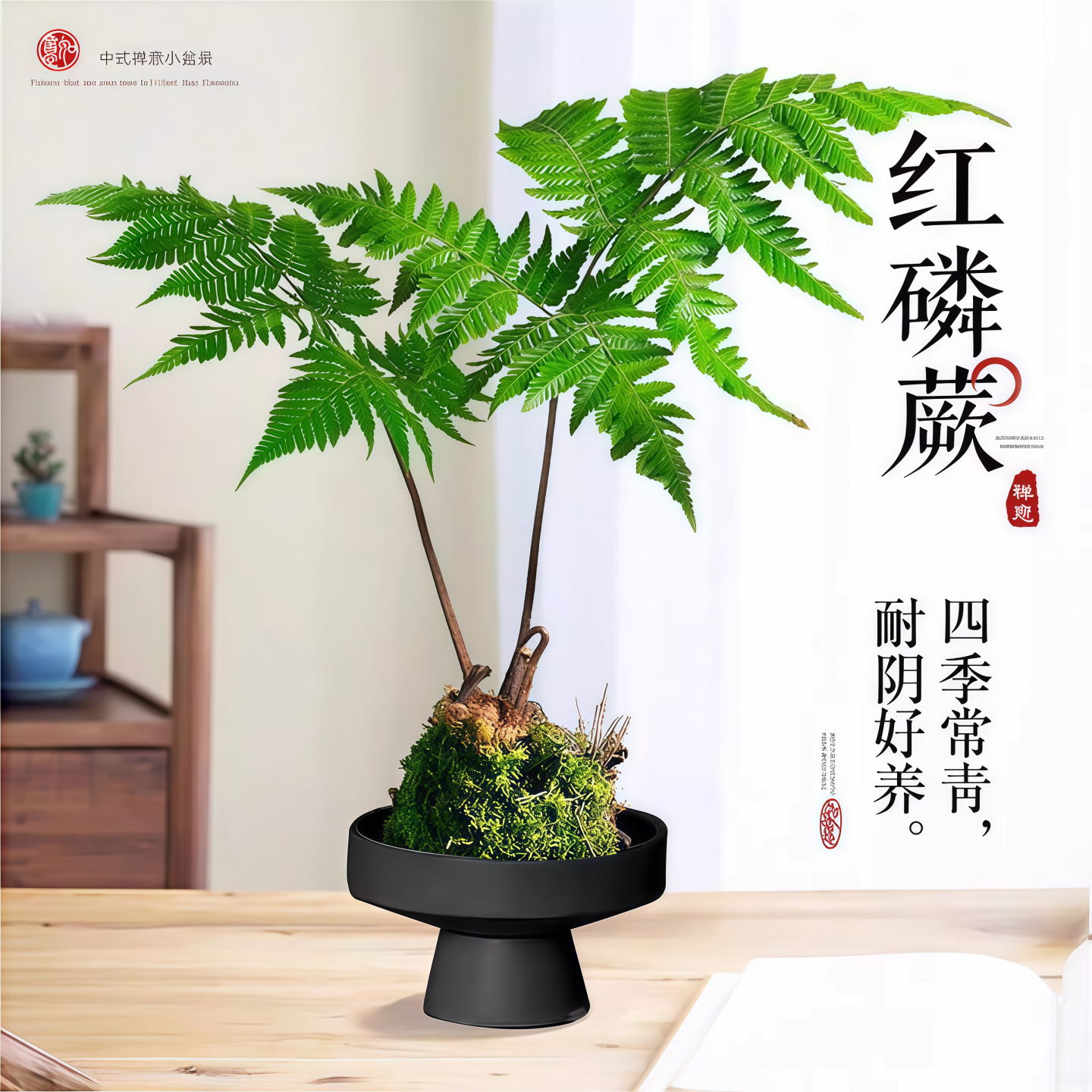 蕨类水培植物盆栽红磷蕨苔藓球