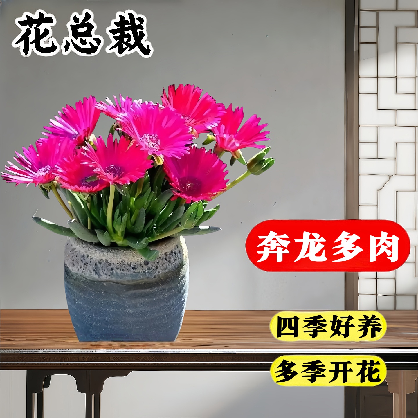 奔龙 多肉植物组合 照波番杏科办公室内桌面花卉盆栽开花多肉花苞