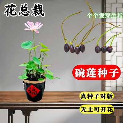 水培碗莲种籽子四季睡莲荷花水养植物种藕缸养盆栽铜钱草草籽种孑