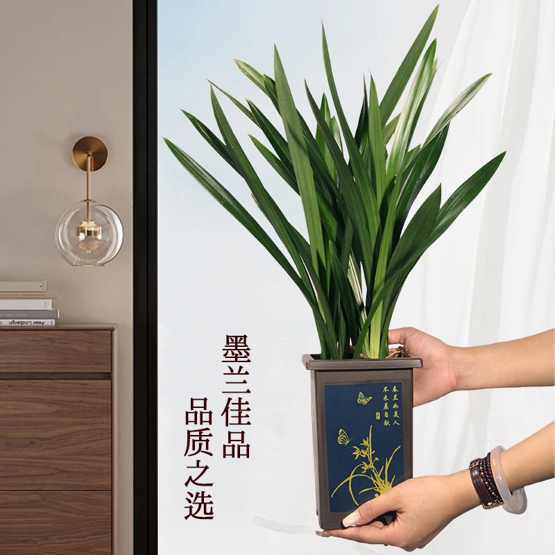 墨兰盆栽苗企黑好养30天养死包赔