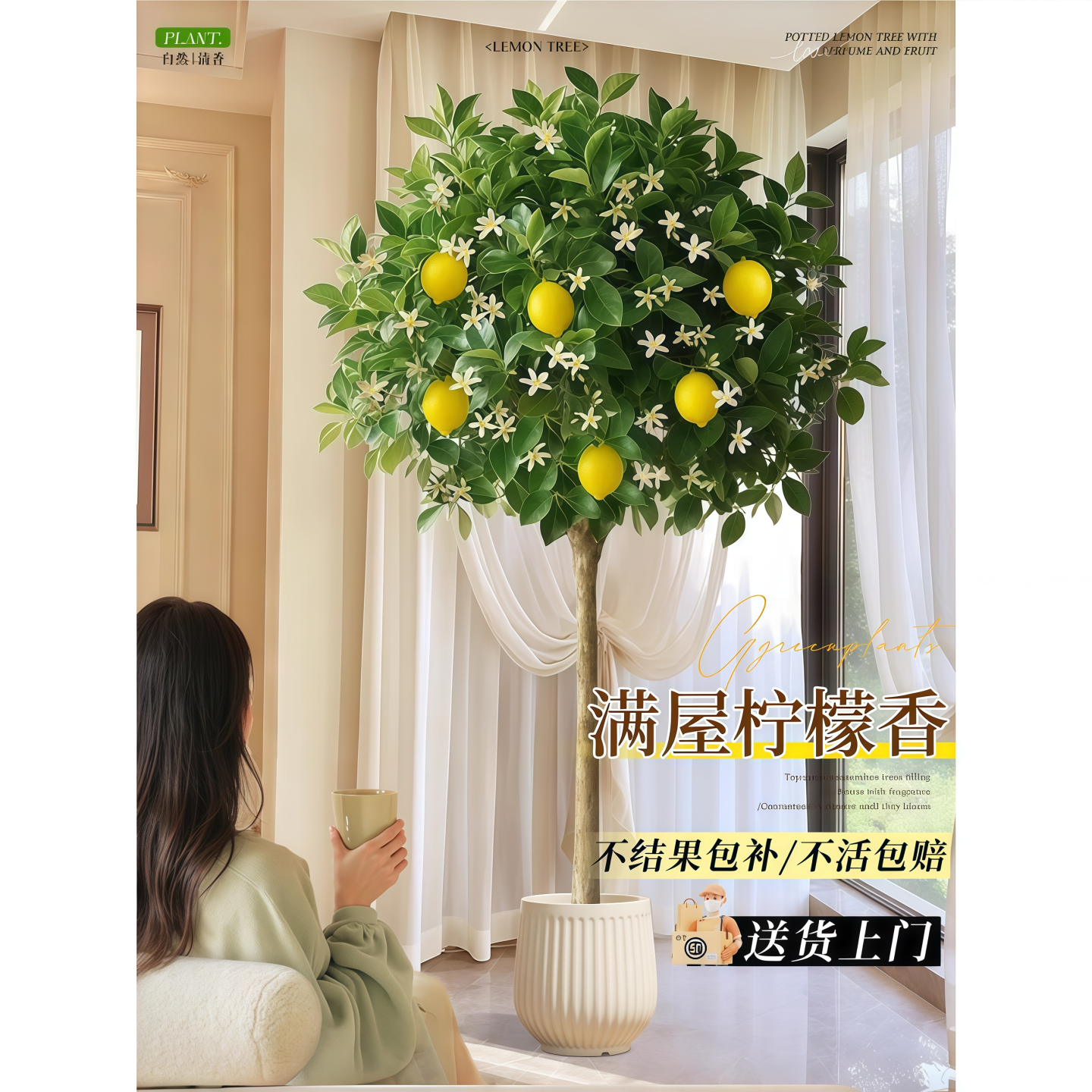 香水柠檬树盆栽带果大型绿植