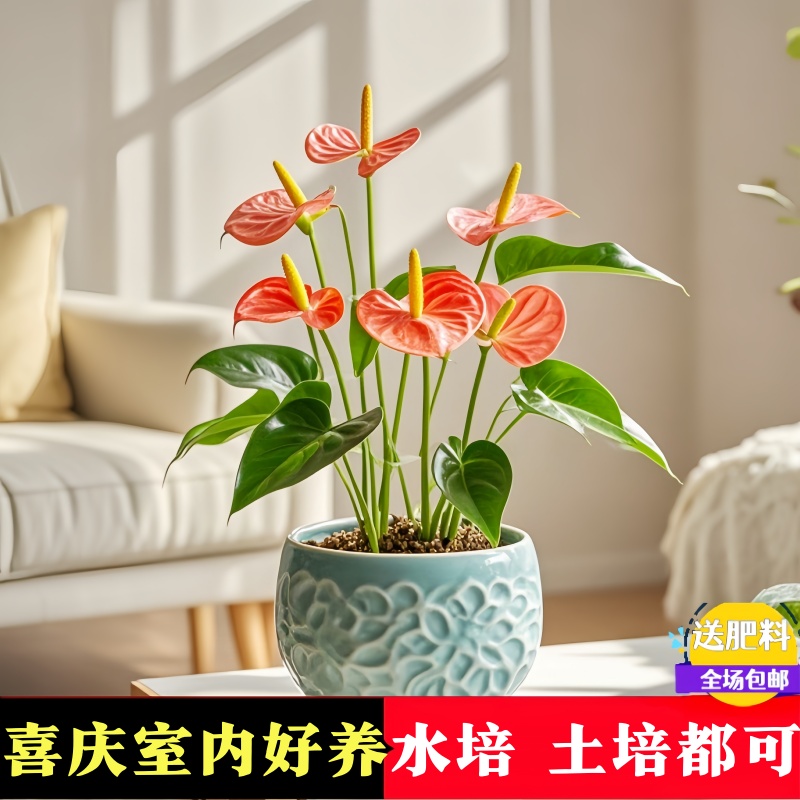 新品绿植粉掌苗带花室内盆栽植物水培红掌花烛土培桌面水养年宵花