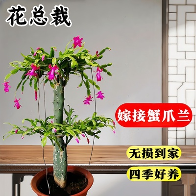 嫁接蟹爪兰盆栽带花苞双层三层仙人掌嫁接的多色花卉四季