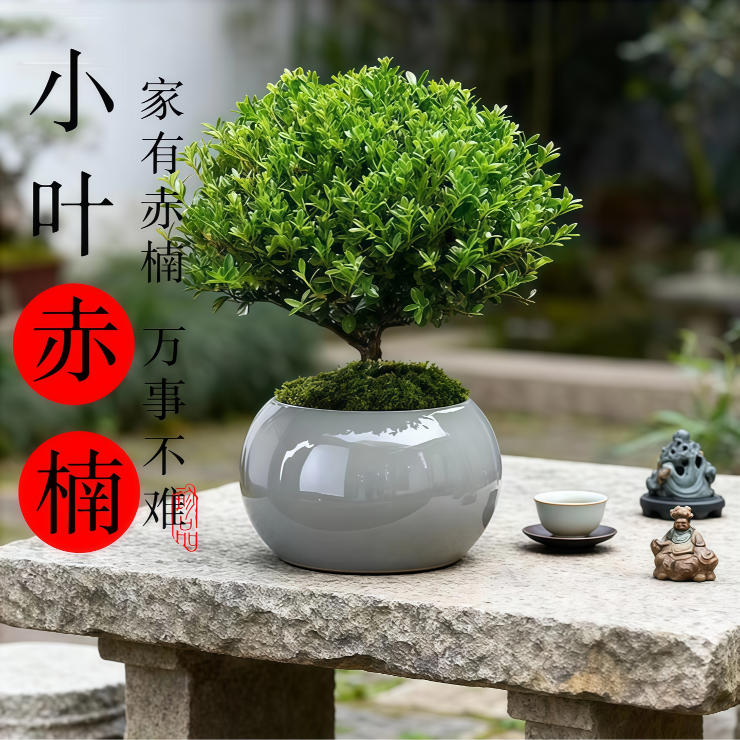 小叶赤楠盆景老桩栽绿植室