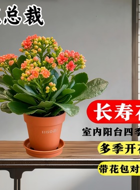 长寿花盆栽重瓣金狐狸大花带花苞花苗桌面好养活花卉植物