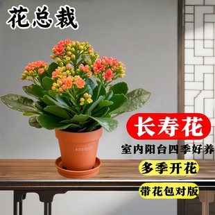 长寿花盆栽重瓣金狐狸大花带花苞花苗桌面好养活花卉植物