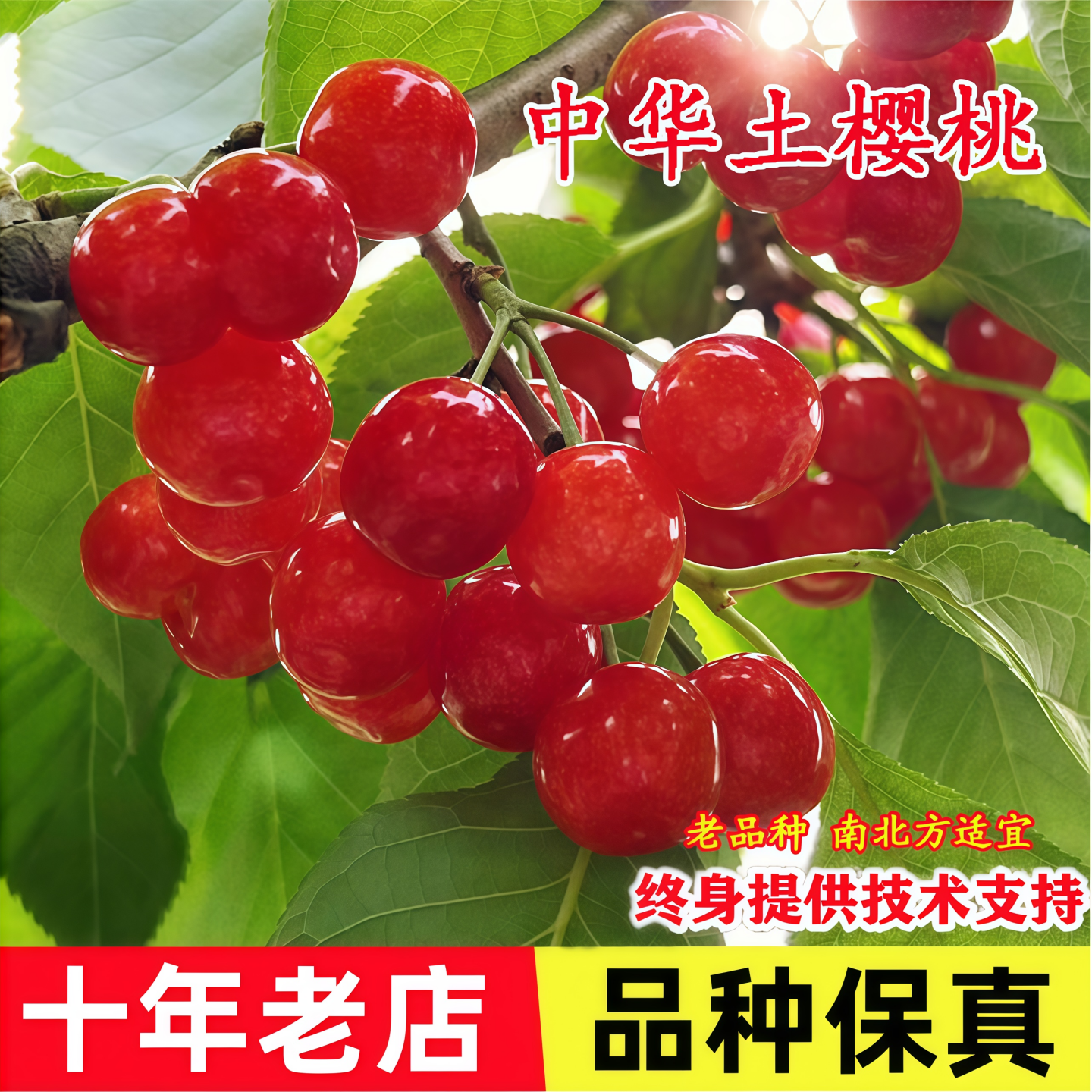 樱桃树苗南北都可种植不挑环境