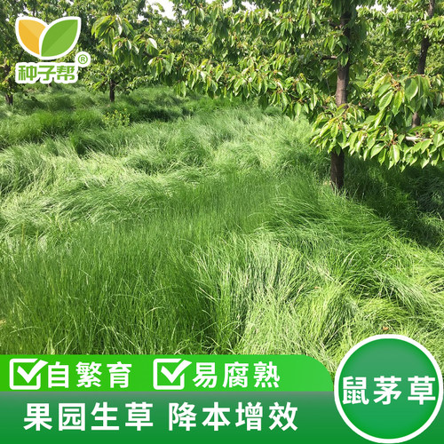 种子帮精选正宗鼠茅草种子
