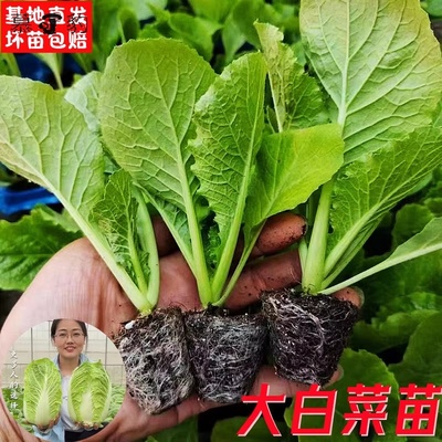 大白菜苗黄心娃娃菜花菜秧苗青梗松花菜苗西兰花苗秋冬耐寒蔬菜苗