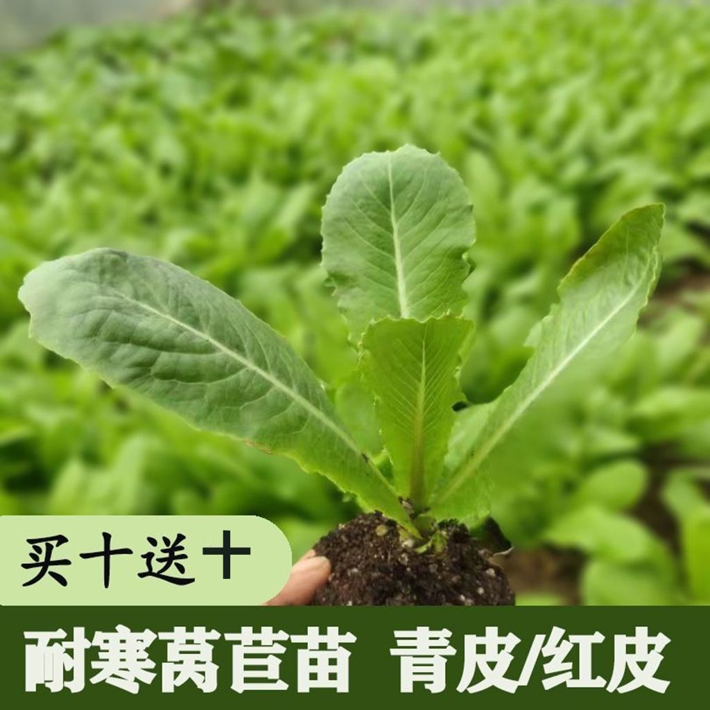 莴笋苗莴苣秧苗青皮红皮菜秧农家耐寒蔬菜苗幼苗秋冬阳台庭院种植