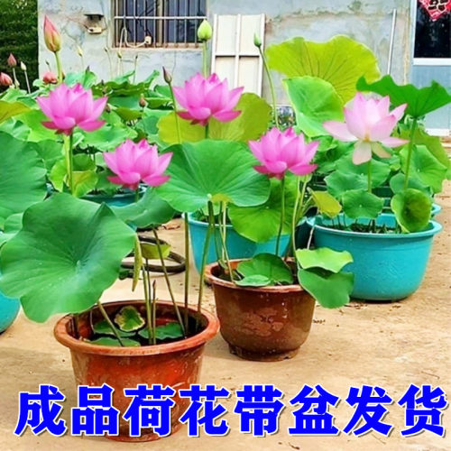 荷花苗带盆莲藕根苗水缸盆栽大型莲花藕观赏水培水养池塘碗莲种子