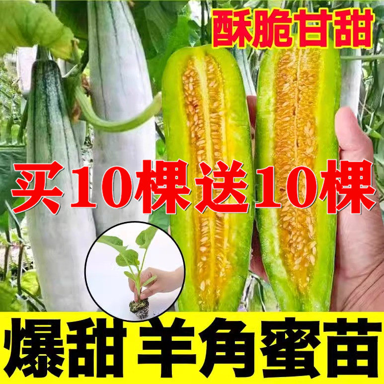 羊角蜜绿宝石甜瓜苗秧超甜香瓜苗早熟高糖四季栽阳台盆栽蔬果菜苗