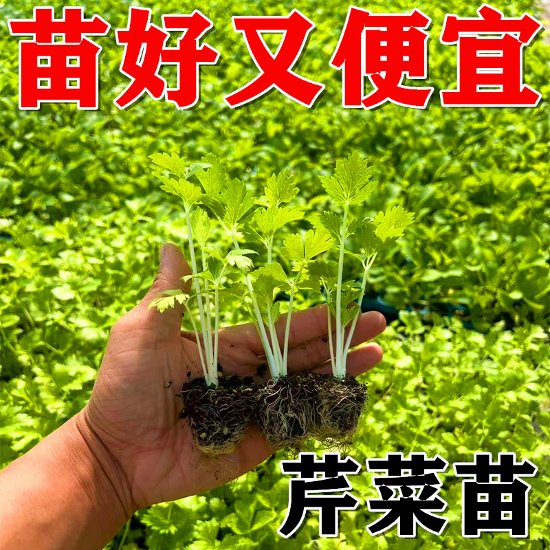 山东寿光芹菜苗秧批发本地水果老品种四季小香芹苗新鲜菜苗大全