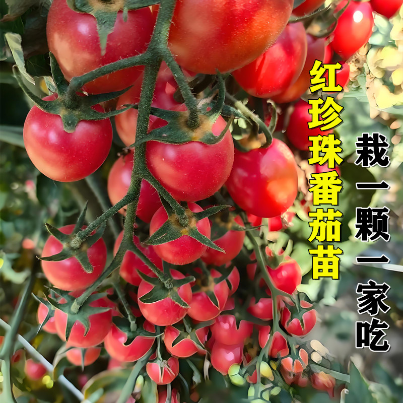 爆甜红珍珠瀑布小番茄苗秧多汁巨家庭园艺种子