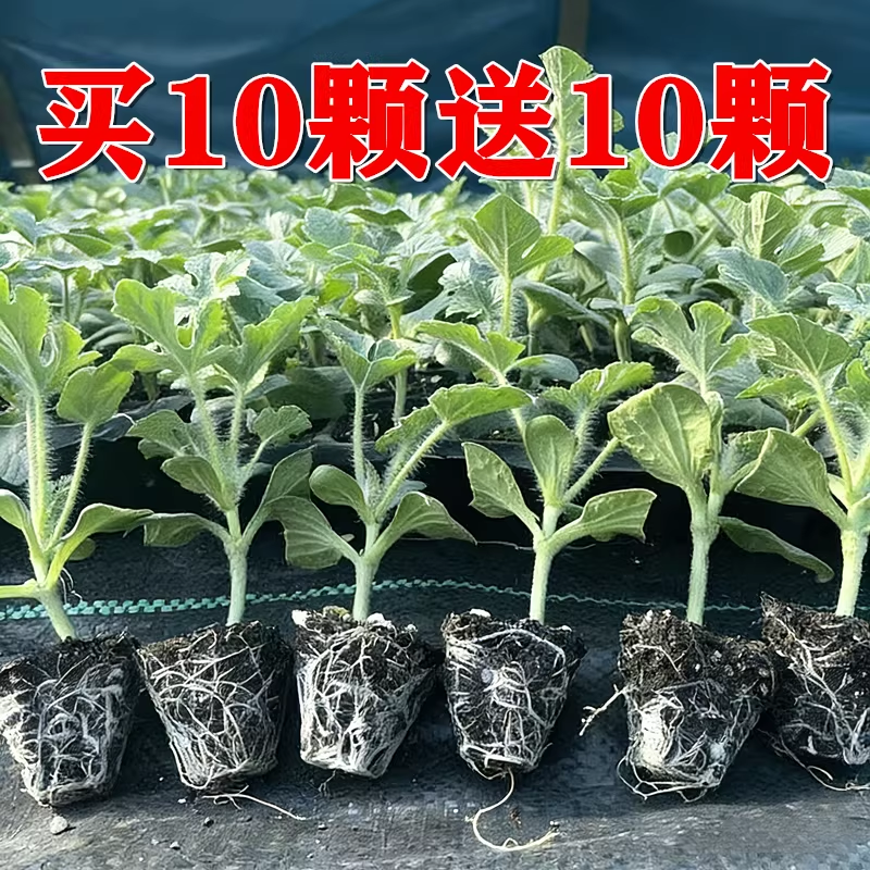 8424嫁接西瓜苗秧麒麟美都无籽黑皮小吊瓜懒人阳台盆栽南北方批发