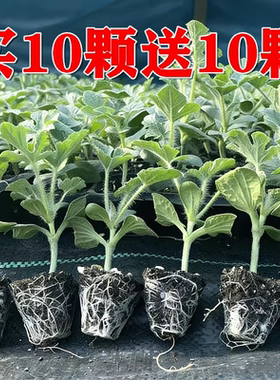 8424嫁接西瓜苗秧麒麟美都无籽黑皮小吊瓜懒人阳台盆栽南北方批发