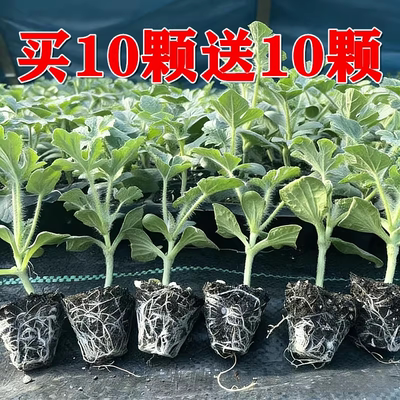 8424嫁接西瓜苗秧麒麟美都无籽黑皮小吊瓜懒人阳台盆栽南北方批发