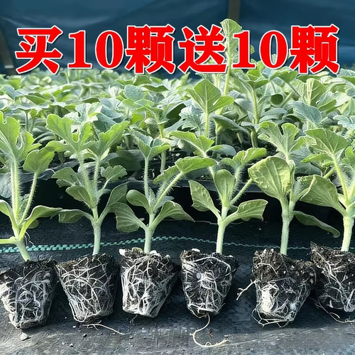 8424嫁接西瓜苗秧麒麟美都无籽黑皮小吊瓜懒人阳台盆栽南北方批发