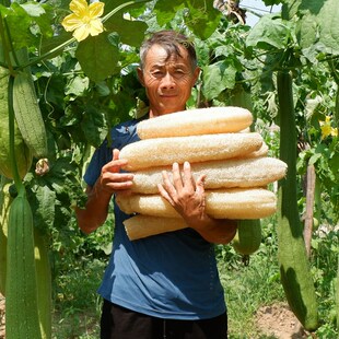 天然农家软丝瓜络刷锅洗碗百洁布丝瓜瓤老丝瓜干抹布不沾油水瓜瓤