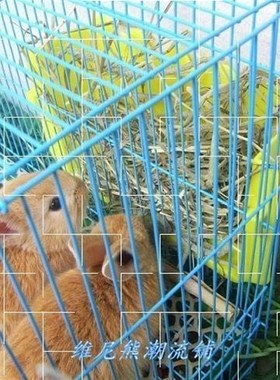 new timothy grass rabbit pasture hay guinea pig chinchillas