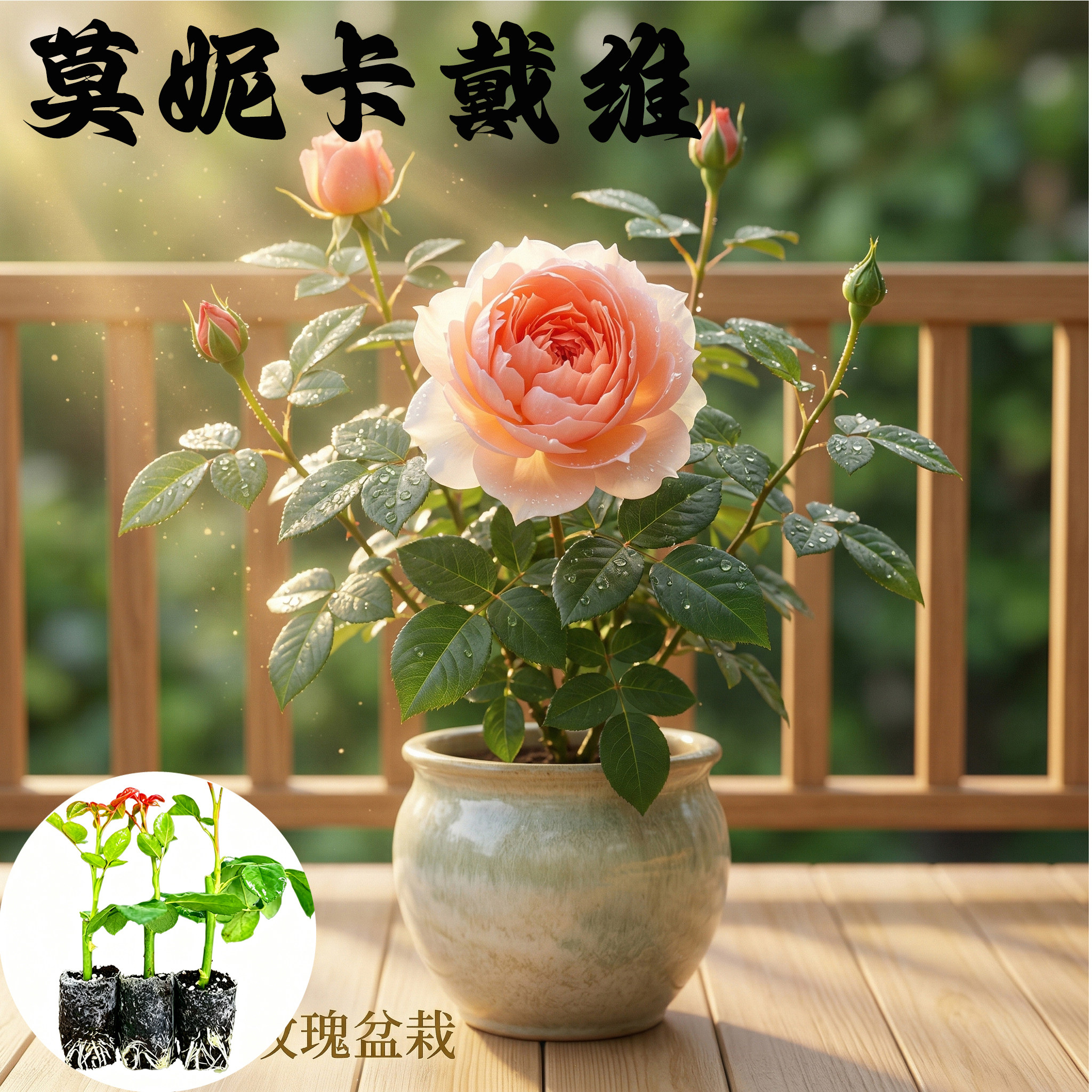 莫妮卡戴维月季花苗小苗大花浓香品种月季苗阳台庭院绿植花卉
