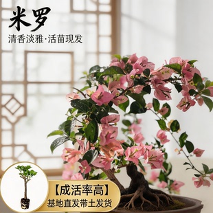 【米罗】热门三角梅盆栽重瓣多色耐寒阳台高飘开花四季勤花树苗