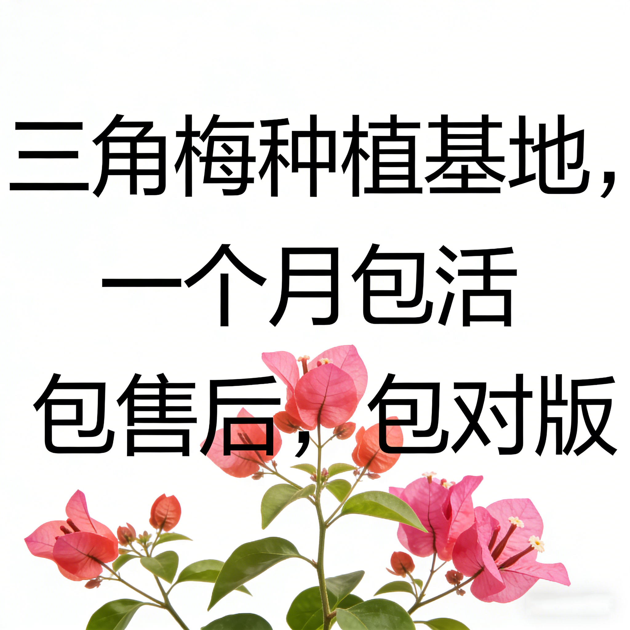 【橙口红】热门三角梅盆栽重瓣多色耐寒阳台高飘开花四季勤花树苗