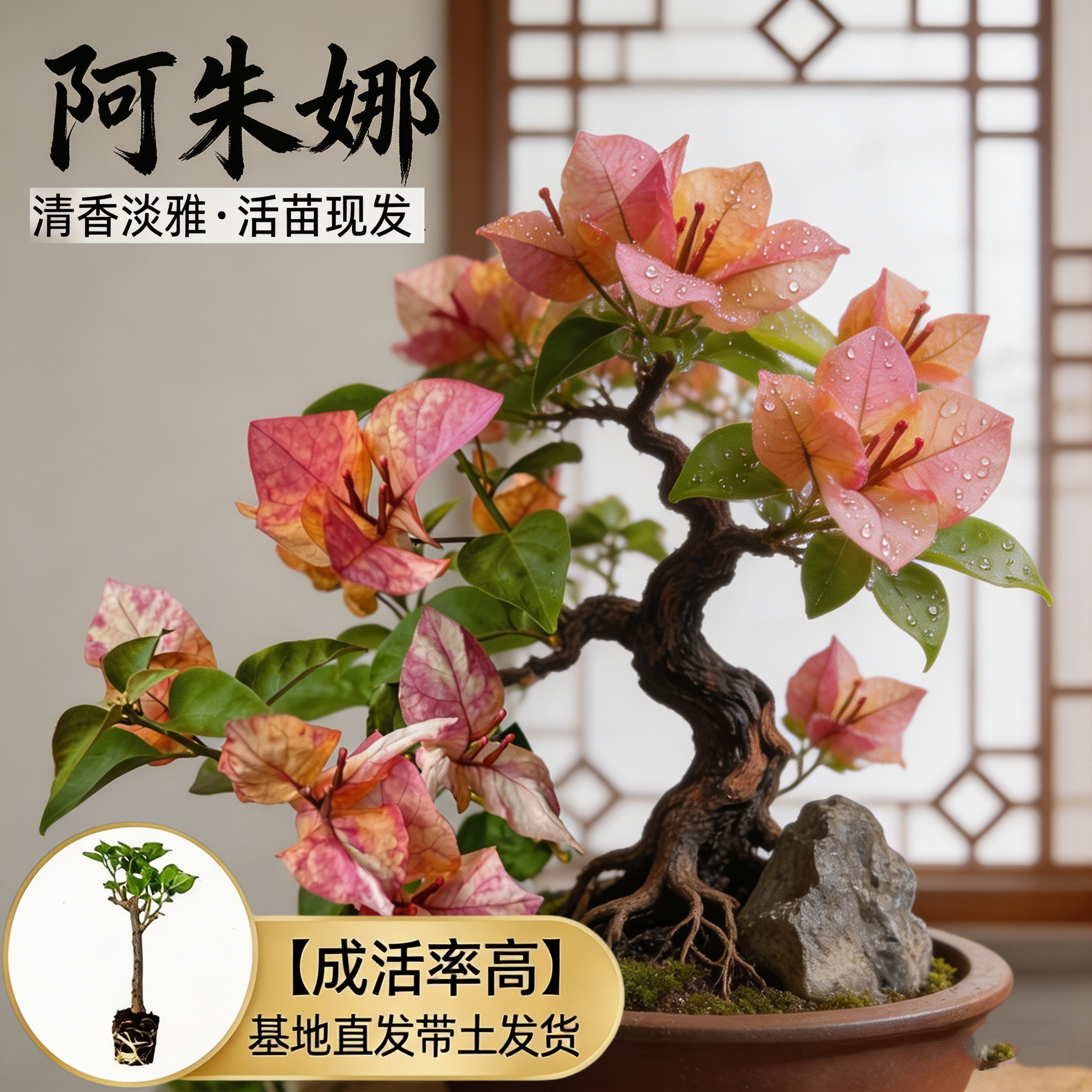 【阿朱娜】热门三角梅盆栽重瓣多色耐寒阳台高飘开花四季勤花树苗 - 实物图